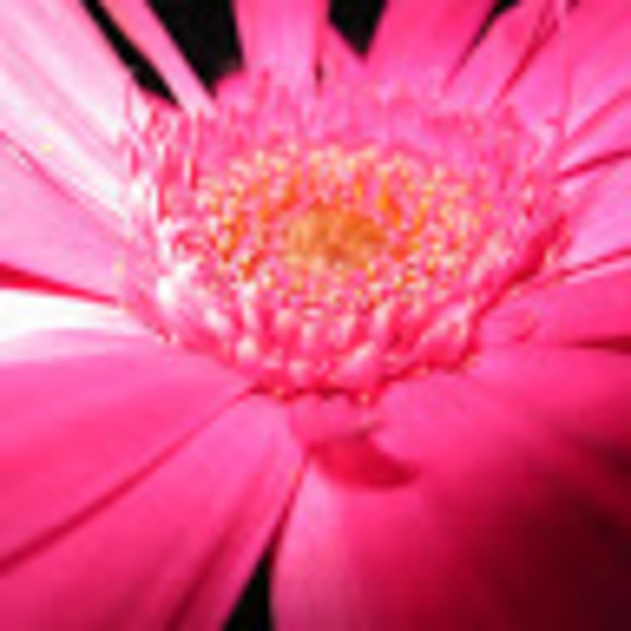 Meet your Posher, Elena - Picture 1 of 1